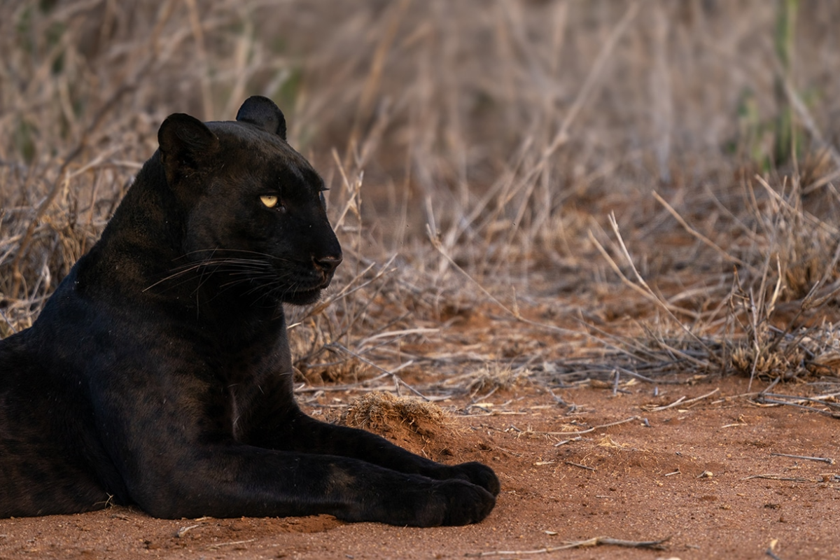 Black-Leopard